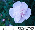 満開のヤエムクゲ（六本木一丁目、東京） 58048792