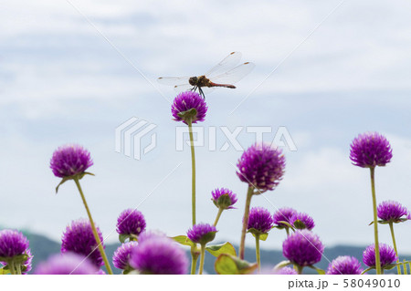 センニチコウ ピンク 多数 58049010