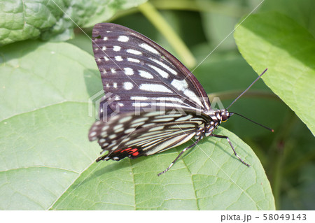 特定外来生物　アカボシゴマダラ 58049143