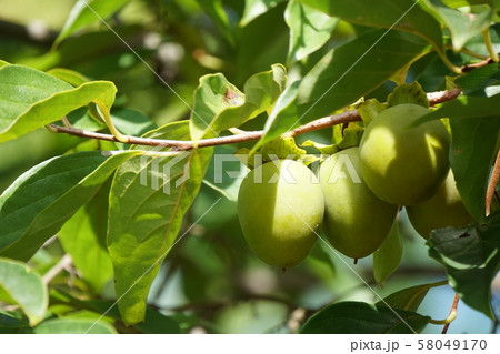 柿の木 58049170