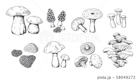 Hand drawn mushrooms. Vintage sketch of porcini portobello fungus morel truffle and oyster mushrooms Hand drawn mushrooms. Vintage sketch of porcini portobello fungus morel truffle and oyster mushrooms 58049272