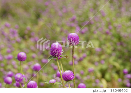 センニチコウ ピンク 秋 58049402