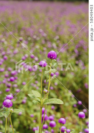 センニチコウ ピンク 秋 58049403