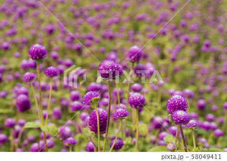 センニチコウ 秋 イベント 58049411