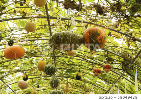 草花カボチャ イベント 秋 58049428