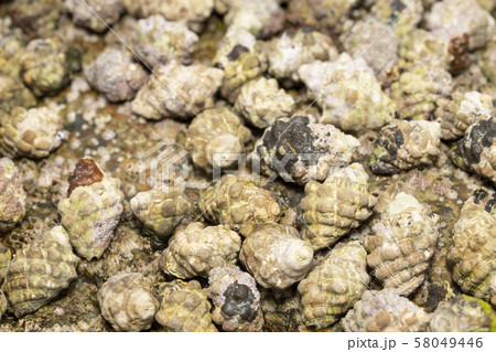 イソニナ イボニシ イソニナ イボニシ 58049446