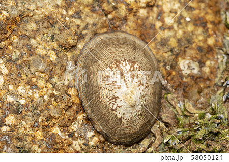 ヨメガカサ 58050124