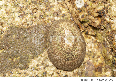 ヨメガカサ 58050125