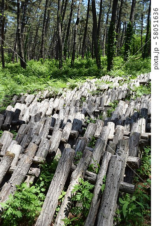 キノコの栽培（シイタケ） 58051636