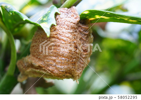 斑入りアオキにオオカマカキリの卵 58052295