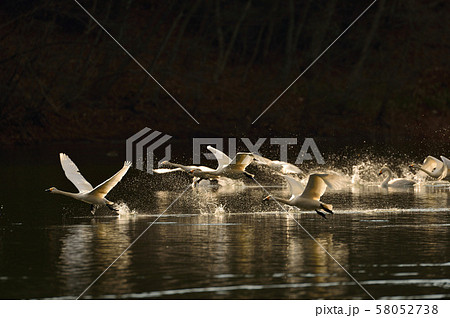 大池の白鳥 58052738