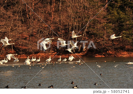 大池の白鳥 58052741