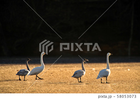 大池の白鳥 58053073