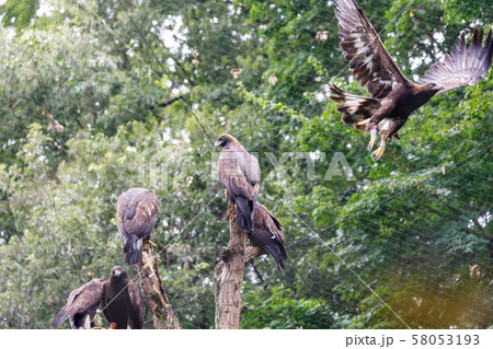 オジロワシの飛翔 (White-tailed eagle) 多摩動物公園 オジロワシの飛翔 (White-tailed eagle) 多摩動物公園 58053193