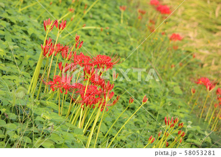 烏山線の小塙駅近くに咲いていた彼岸花(5) 58053281