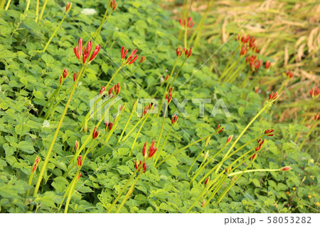 これから美しい花になる彼岸花の蕾(2) これから美しい花になる彼岸花の蕾(2) 58053282