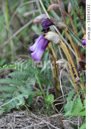 ナンバンギセル 58054332