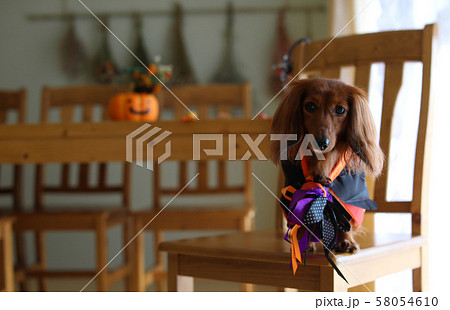 ハロウィンを楽しむダックスフンド 58054610