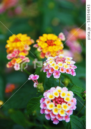 雨上がりのランタナ 58054643