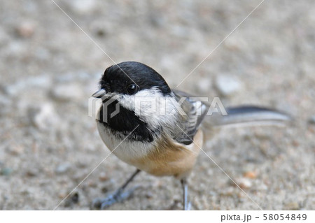 アメリカコガラ 　　バンク－バ－　　ブリティッシュコロンビア州　カナダ 58054849