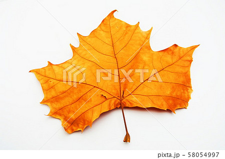 プラタナスの落葉 プラタナスの落葉 58054997