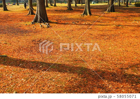 東京都足立区の都立舎人公園の樹木の風景 58055071