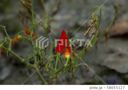 植物 工場 プランツ 58055127