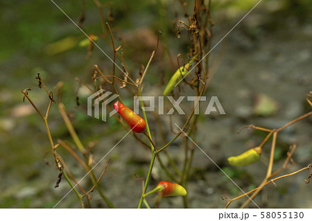 植物 工場 プランツ 58055130