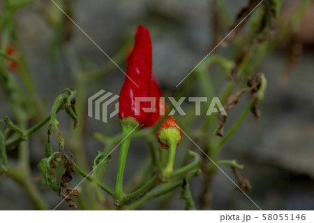 植物 工場 プランツ 58055146