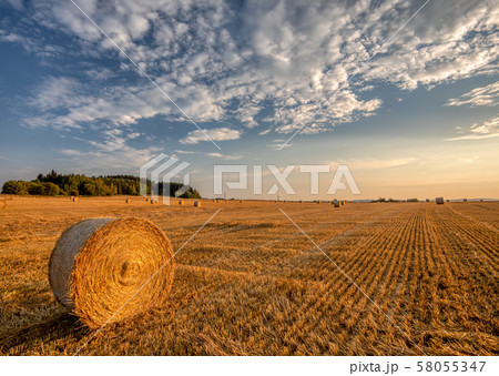 harvested field with straw bales in summer harvested field with straw bales in summer 58055347