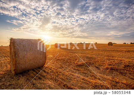 harvested field with straw bales in summer 58055348
