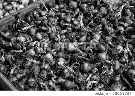 Plant bulbs 58055737