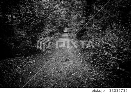 Cobblestone road in the forest 58055755