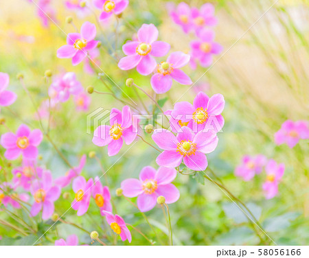 シュウメイギク、秋明菊 58056166