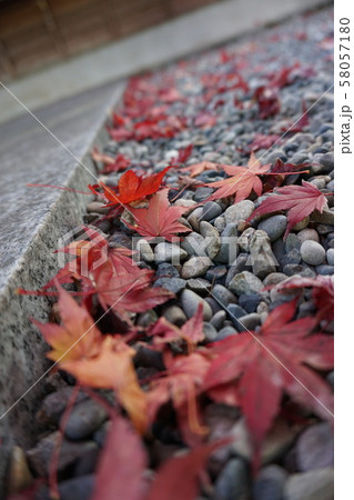 落葉 58057180