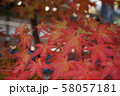 秋のモミジ 58057181