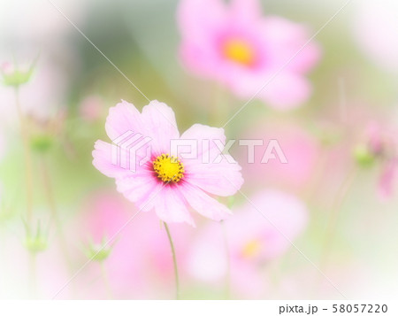 ふんわりかわいいコスモスの花の写真素材