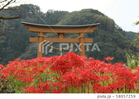 鳥居と彼岸花 58057259