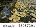 銀杏の落葉 58057291