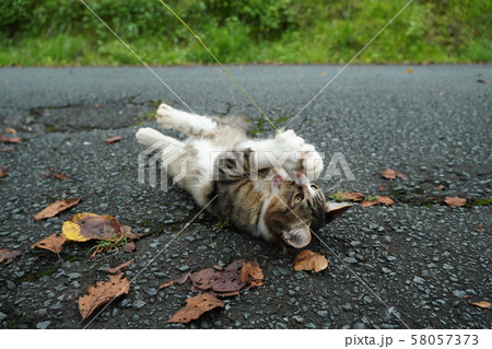 猫・野良猫・サバ白・仔猫・まきちゃん・ねこじゃらし・遊ぶ・九月 猫・野良猫・サバ白・仔猫・まきちゃん・ねこじゃらし・遊ぶ・九月 58057373