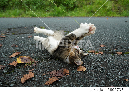 猫・野良猫・サバ白・仔猫・まきちゃん・ねこじゃらし・遊ぶ・九月 猫・野良猫・サバ白・仔猫・まきちゃん・ねこじゃらし・遊ぶ・九月 58057374