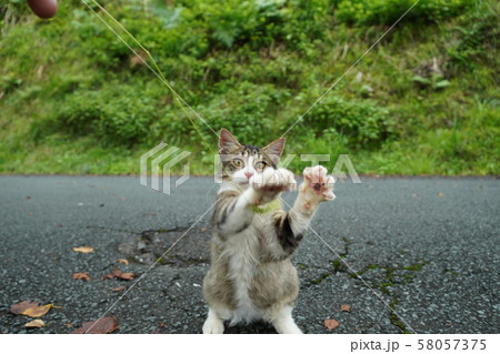 猫・野良猫・サバ白・仔猫・まきちゃん・ねこじゃらし・遊ぶ・九月 猫・野良猫・サバ白・仔猫・まきちゃん・ねこじゃらし・遊ぶ・九月 58057375