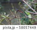 赤とんぼ 58057449