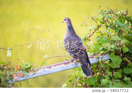 鉄の棒に止まる鳩の写真素材 [58057722] - PIXTA