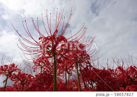 彼岸花と空模様　2019 58057827