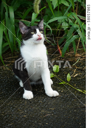 猫・野良猫・錆柄・さびちゃん・仔猫・白黒・モモちゃん・ねこじゃらし・遊ぶ・九月 猫・野良猫・錆柄・さびちゃん・仔猫・白黒・モモちゃん・ねこじゃらし・遊ぶ・九月 58057865