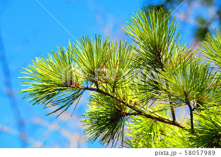 マツの葉 マツの葉と青空の風景の写真素材 [58057989] - PIXTA