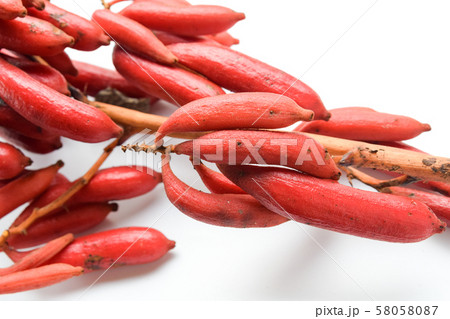 ツチアケビ ツチアケビ 58058087