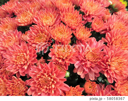 ガーデンマム　ウルスラ 58058367