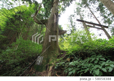 御岳山　天狗の腰掛け杉 58058388